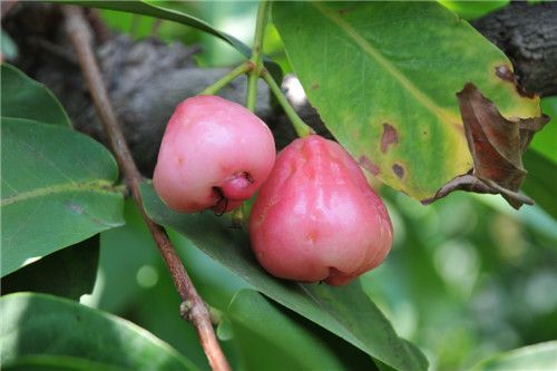 臺(tái)灣掠影瑣記