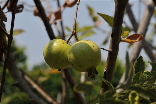 臺(tái)灣掠影瑣記