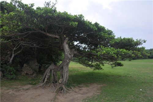 臺(tái)灣掠影瑣記